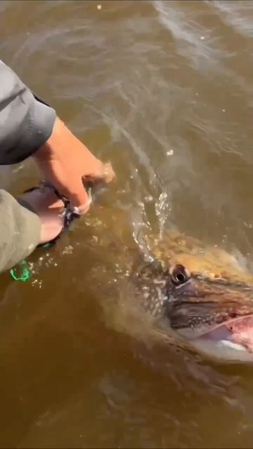 Гигантская щука. Просто монстр. Отпускаем? смотреть онлайн