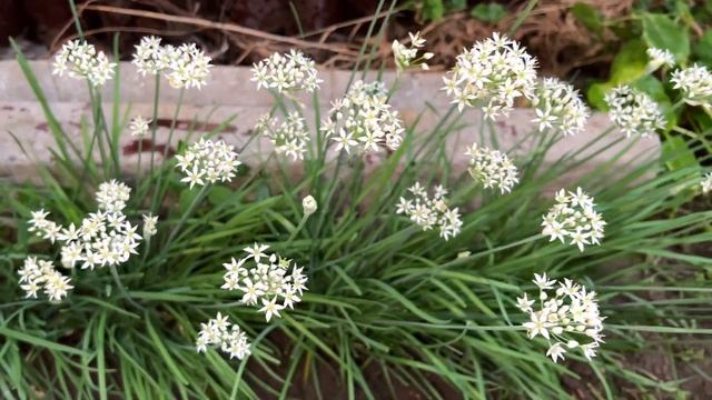 ЕМ и ОЖИВАЮ! ЗРЕНИЕ как в 17! Бляшек и тромбов НЕТ! Снижа? смотреть онлайн