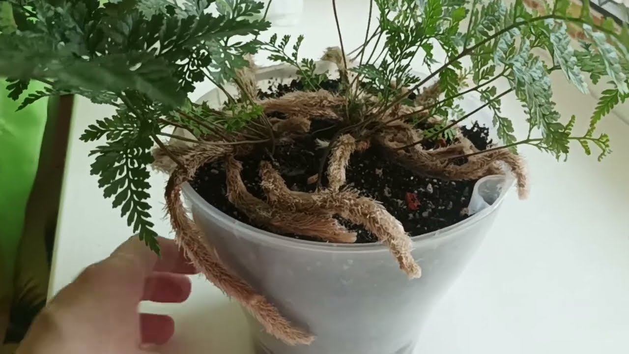 Даваллия по-моему Хумата, но это не точно. смотреть онлайн