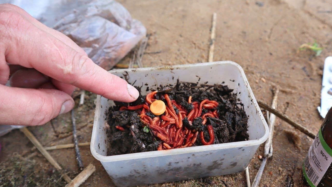 Что творит Е 127 с червями! Это что то с невероятное! Становятся красными - КЛЮЕТ ВСЯ РЫБА! смотреть онлайн