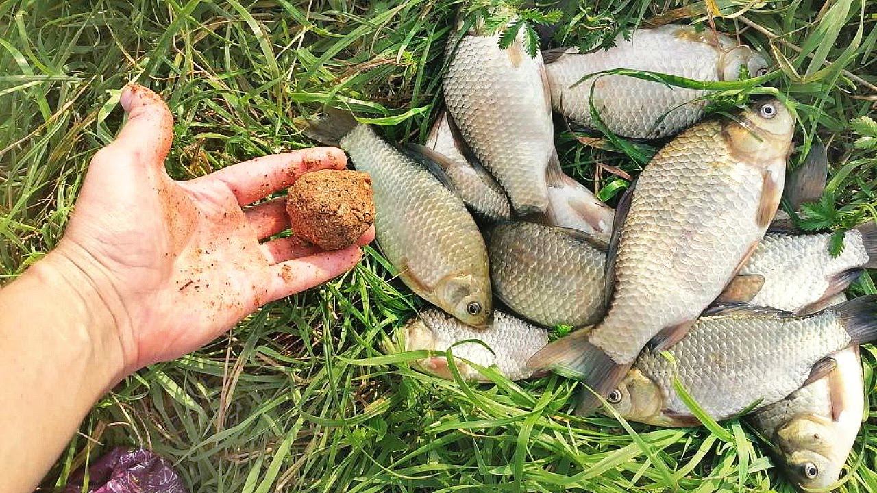 Какую прикормку и наживку любит осенний карась? смотреть онлайн