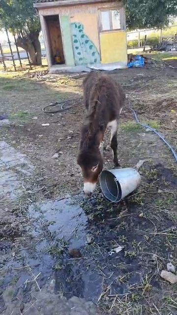 ослик.mp4 смотреть онлайн