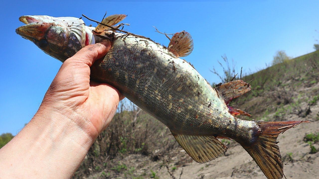 Как и где ловить щуку в мае июне редкие секреты бывалых. Места стоянок щуки в мае июне. смотреть онлайн