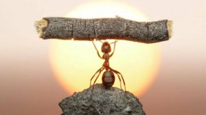 Победа вам тока снится)))