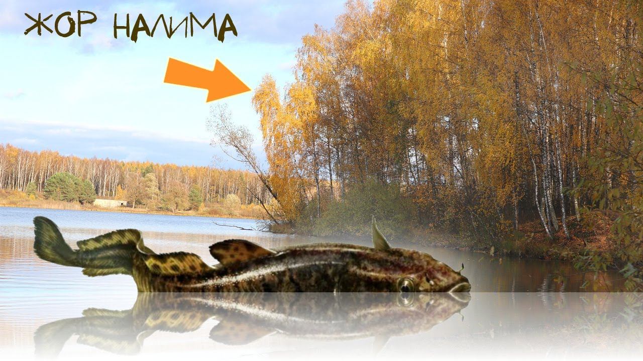 Определяю начало жора налима по этому дереву осенью! Еще ни разу не подводило. Налим рыбалка осенью смотреть онлайн