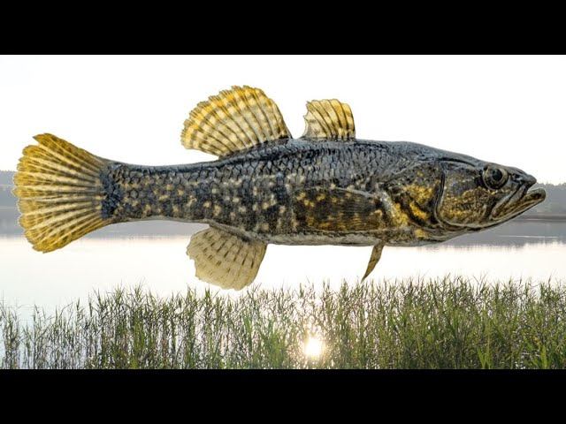 Почему в прудах и других водоемах исчезли ротаны? Главная причина от которой становится жутко. смотреть онлайн