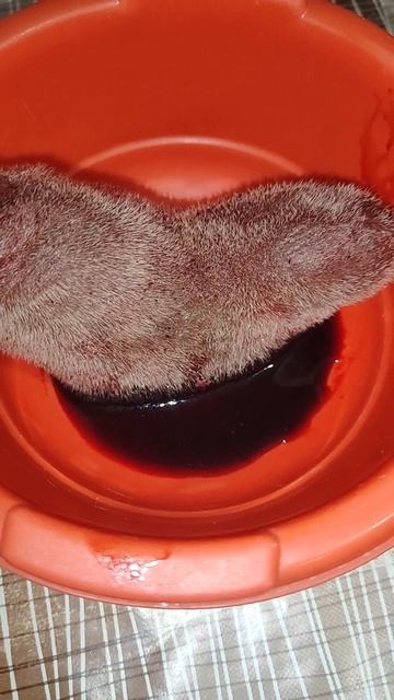 Панты Алтайского марал для мужчин. Панты марала рецепт. Как выглядят панты марала