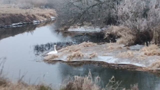 ❤️🔥Смоленские волонтеры спасли раненого лебедя смотреть онлайн