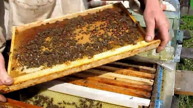 Развитие слабого отводка на новом месте(25 мая. Часть 4) смотреть онлайн