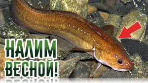 На что лучше всего клюет налим весной? Снасти для ловли налима весной! На что ловить налим весной?