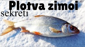 5 секретов ловли плотвы зимой. Как на что и где ловить плотву зимой?