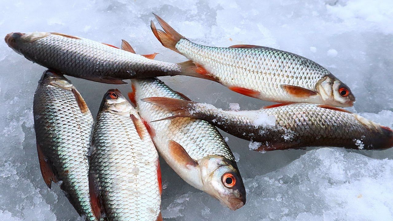 В глухозимье ловлю по 5-7 кг плотвы за выход. Основные причины безклевья в глухозимье. смотреть онлайн