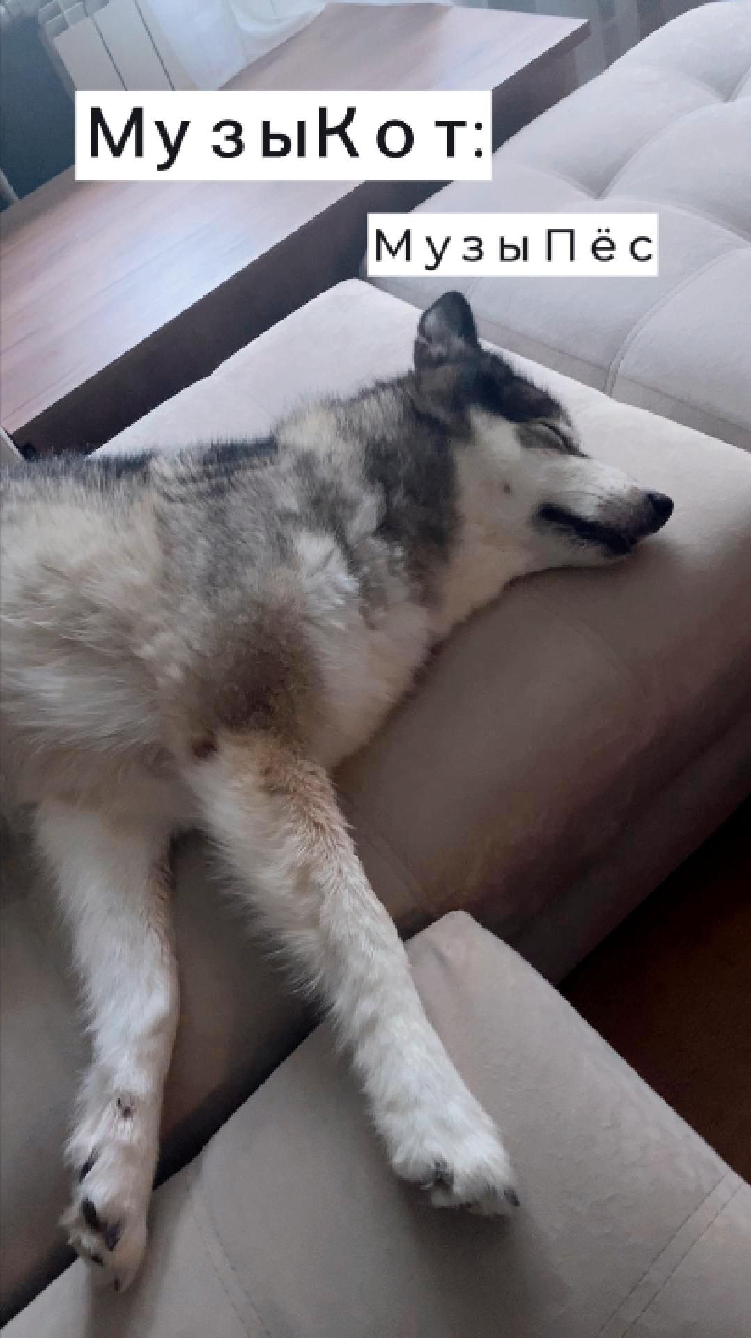 МузыКот: МузыПёс