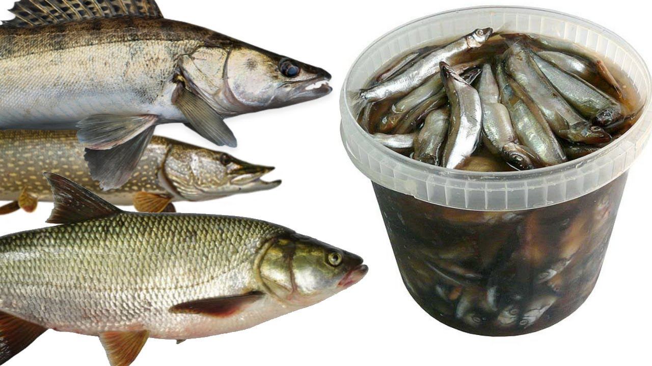 Выкиньте воблеры блесны и силикон. Обычная килька оказалась в 10 раз уловистее этого! Килька рыбалка смотреть онлайн