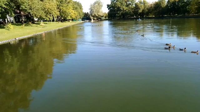 Утиный строй