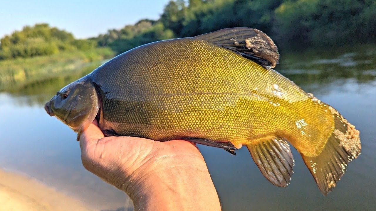 Стаж ловли линя 20 лет. Делюсь с вами, вот секрет который помогает мне ловить эту рыбу по многу. смотреть онлайн
