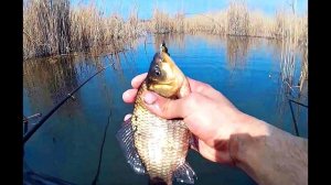 Как ловить карася на удочку весной после схода льда?