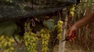 Виноград Белая Леди (Калугин В.М.)