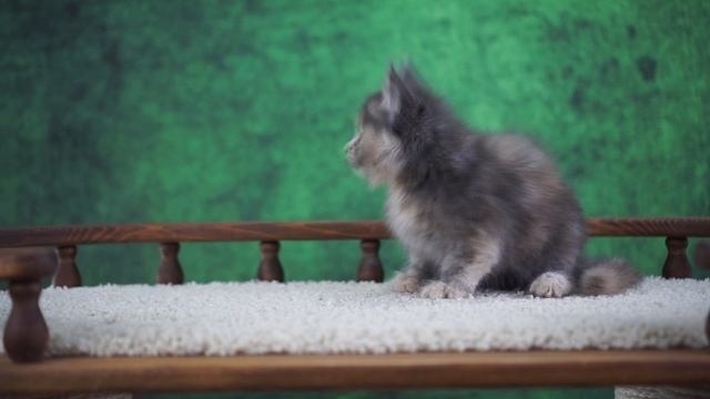 Stella 1,5 месяца смотреть онлайн