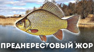 Когда весенний преднерестовый жор карася?  Когда нерест карася? Клюет ли карась до нереста в нерест?