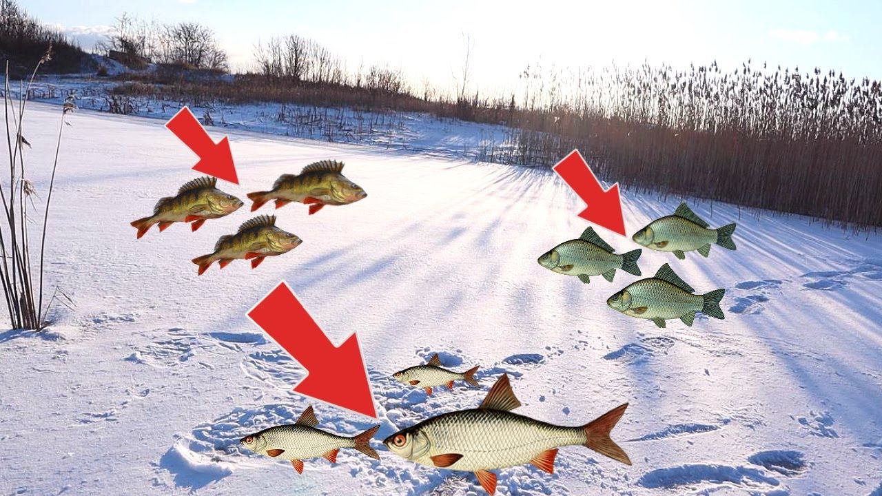 В таких местах всегда есть рыба в январе феврале! Куда уходит рыба в глухозимье? Где стоит рыба? смотреть онлайн