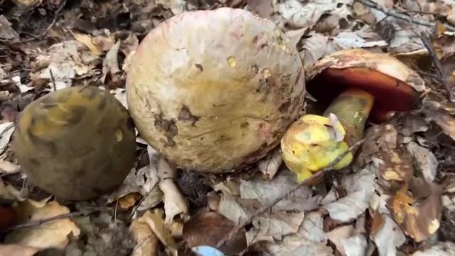 Gribnik в прямом эфире!отличие Дубовика от Сатанинского! смотреть онлайн