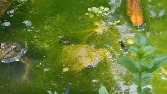 Лягушки в маленьком болоте смотреть онлайн