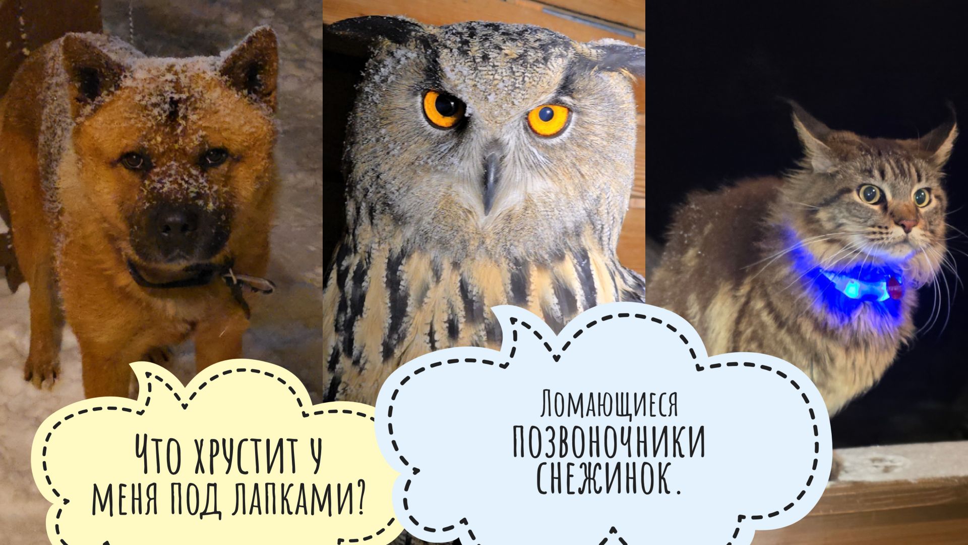 Вот и снежный шторм подъехал к совам! Пёс Кубик радуется, кошка Морошка недовольна смотреть онлайн