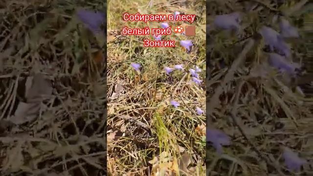 белый гриб зонтик #2025 #грибы смотреть онлайн