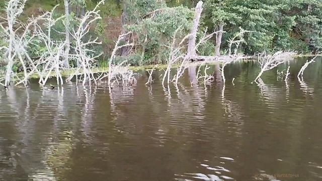 Собираем грибы да ягоды.Нашли рога.Рыбалка с ночёвкой. смотреть онлайн