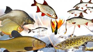 Какая рыба клюет после схода льда в марте? Где искать рыбу в марте после схода льда?