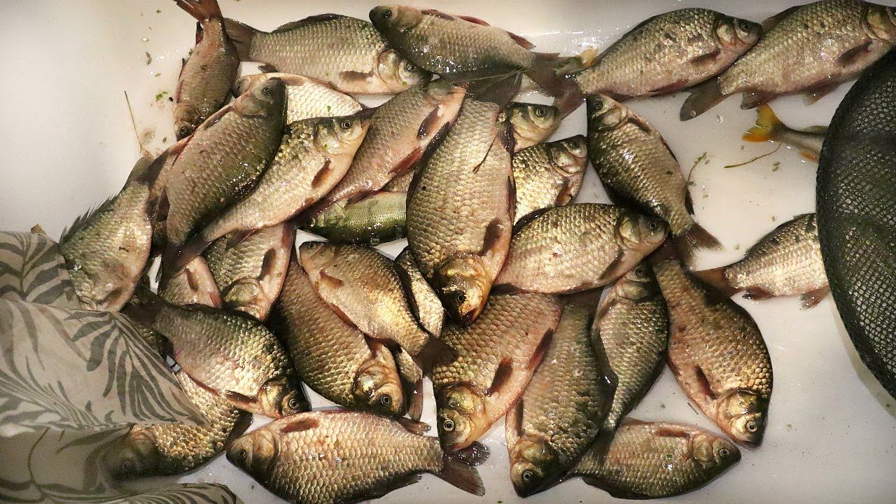 Дедушка рассказал секреты ловли карася в июне. Теперь меньше 7 кг не приношу. Карась в июне рыбалка. смотреть онлайн