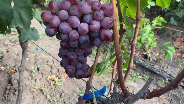 Кишмиш Щелкунчик - средний плюс период созревания, ста смотреть онлайн