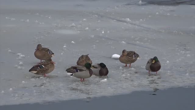 Новости Старого Оскола от 26 декабря смотреть онлайн