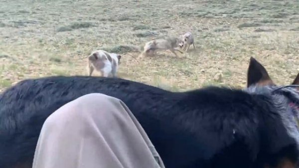 Койоты против собак