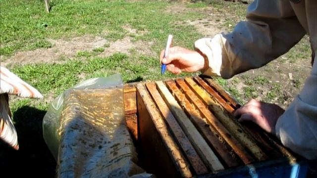 Развитие слабого отводка на новом месте(часть 2) #пчеловодство смотреть онлайн