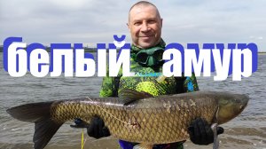 Белый Амур. Подводная охота на Волге.