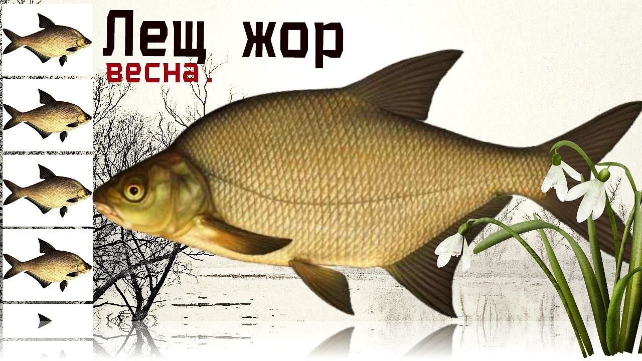 Не пропусти жор леща в марте! Точная дата начала жора леща весной по последнему льду в марте. смотреть онлайн