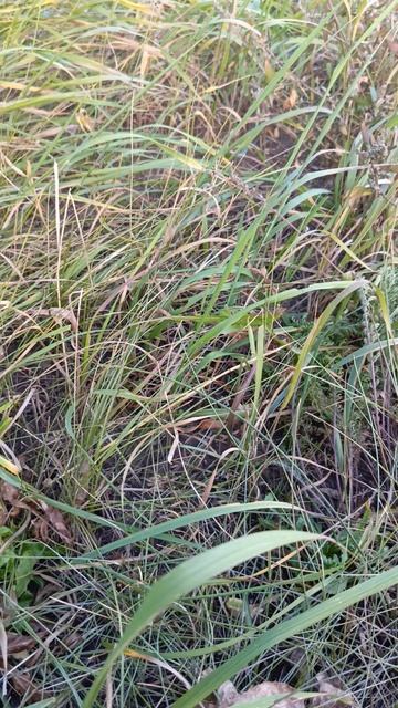 нам нужен мир