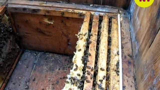 Состояние в улье после зимовки на улице смотреть онлайн