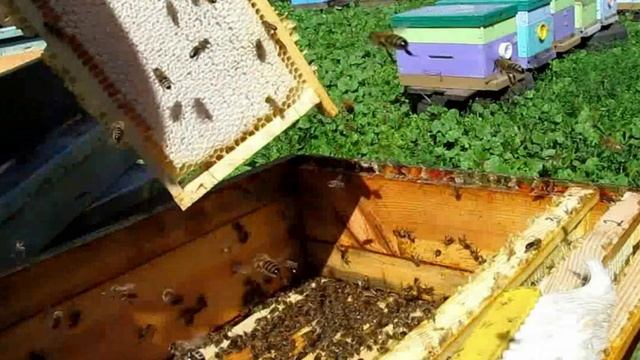 Развитие слабого отводка. Отбор медовых рамок. Часть 8 смотреть онлайн