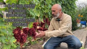 Виноград Дынька — обзор сорта