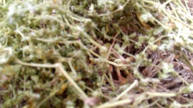 Трава грыжник что лечит смотреть онлайн