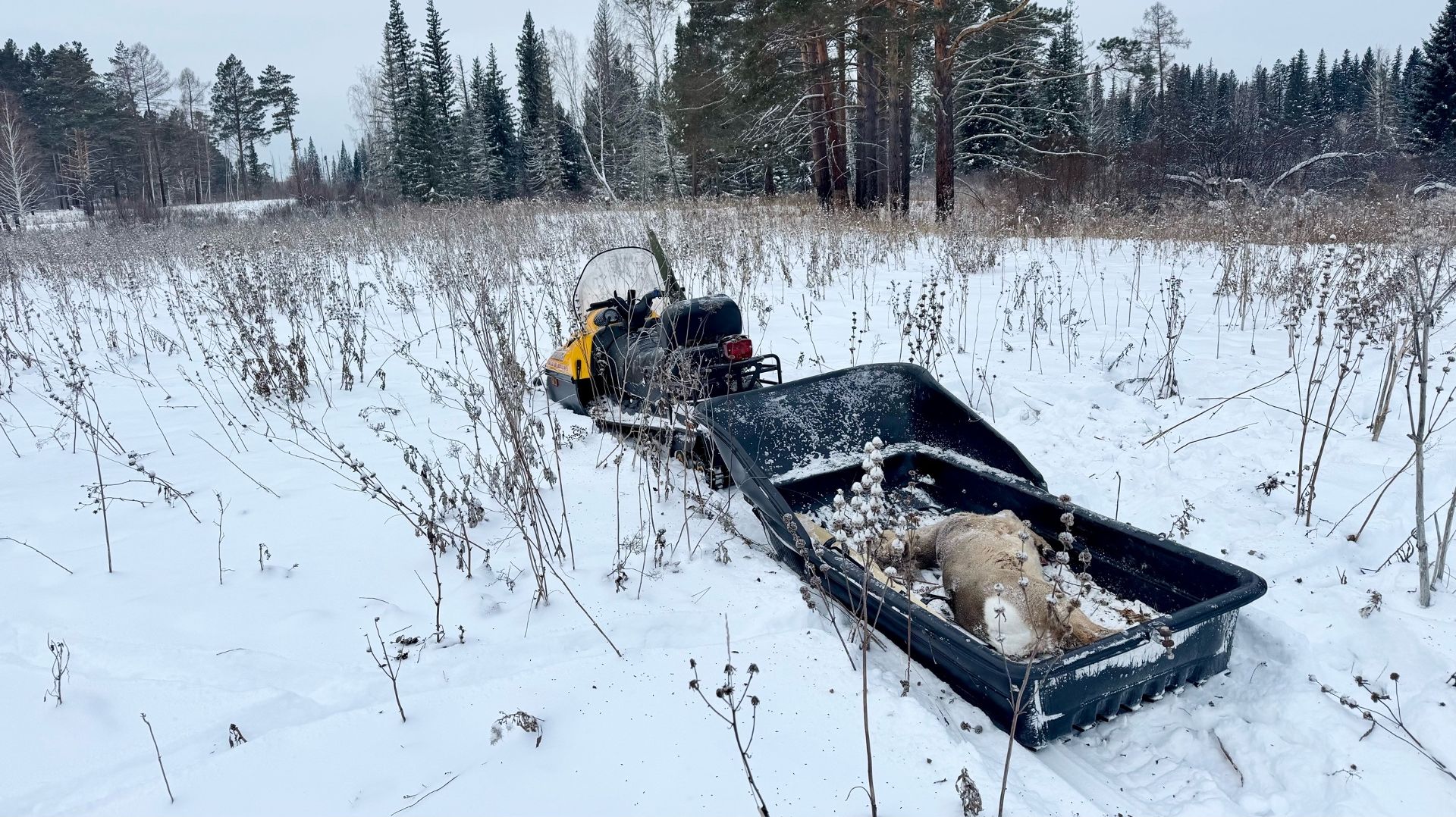 Добыл косулю на Новый год. Готовим сервелат из дикого мяса. смотреть онлайн