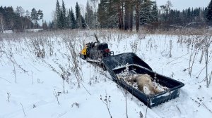 Добыл косулю на Новый год. Готовим сервелат из дикого мяса.