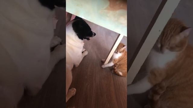 любимые домашние животные .mp4 смотреть онлайн