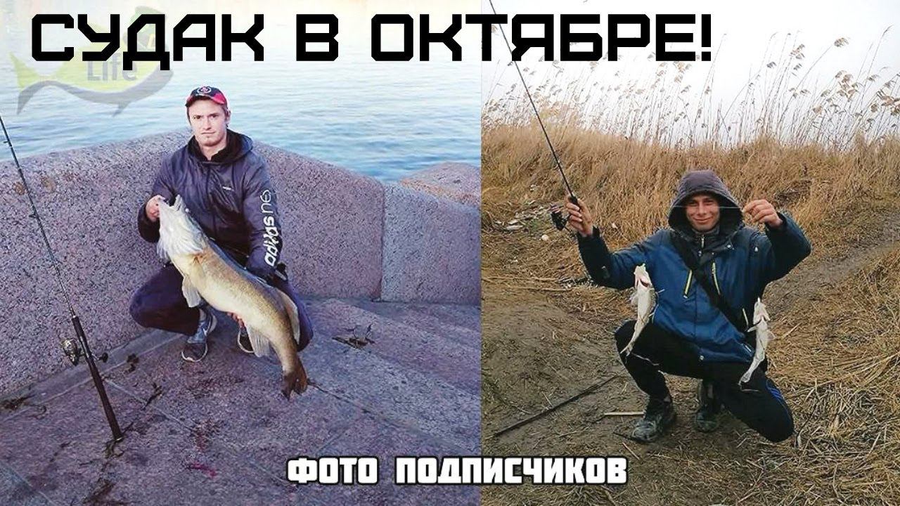 Новые секреты ловли судака в октябре! Как на что и где ловить судака осенью в октябре? смотреть онлайн