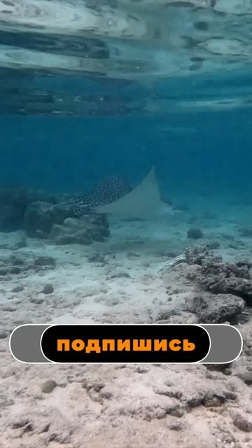 Орляк - острова Банда, Индонезия