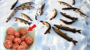 Щука идет на эту прикормку со всего водоема! Как приманить щуку зимой к точке ловли?