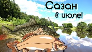 Как на что и где ловить сазана летом в июле? Секреты ловли сазана летом в июле!